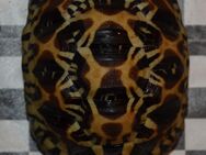 Gebe eine Strahlenschildkröte ab zweijährig - Kasel-Golzig