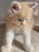 Reinrassige rote Maine Coon Kitten suchen liebevolle Zuhause in 55452