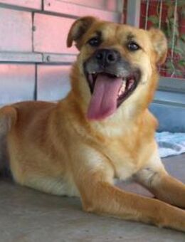 SHANTI - liebt Zuwendungen - Velbert