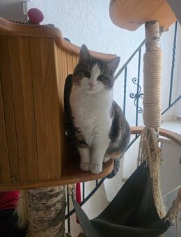 Norwegische sibirische Waldkatze - Rudelzhausen