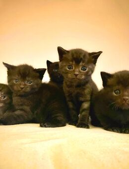 BKH Kitten Black smoke - Westerburg