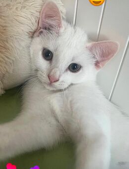 Türkischer angora kater - Köln