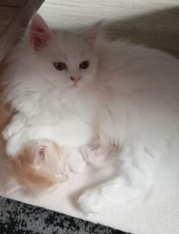 Perser/Maine Coon Kitten abzugeben - Mücke