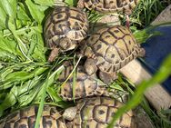 Maurische Schildkröten - Lichtenfels (Bayern)