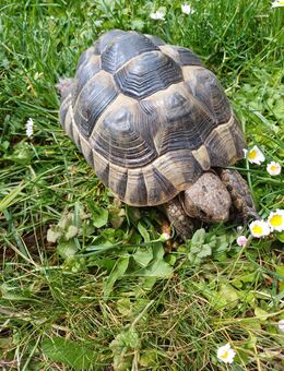 Maurische Landschildkröte weiblich - Starzach