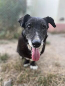 Oldie Hugo - Neustadt (Rübenberge)