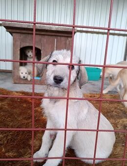 Nora - Welpe Hundemädchen sucht Familie - Hausen (Würzburg)