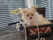 Pomeranian Minispitz Welpen Mädchen Abgabebereit - Regensburg