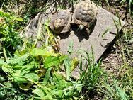 männliche griechische Landschilkdkröten (THB) von 2015 und 2016 (CITES) zu verkaufen - Wiesbaden Biebrich