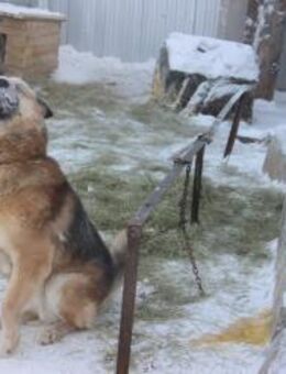 BENJI aus Sibirien auf PS in Berlin - Augsburg