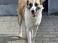 Gwen, die Schönheit - Weilheim (Oberbayern)