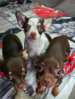 Reinrassige Chihuahua-Welpen - Tussenhausen