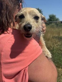 Füles BR - quirlig, verschmust - Neustadt (Rübenberge)