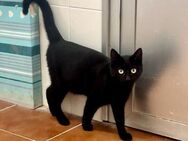 Milan Minipanther sucht Zuhause! - Benediktbeuern