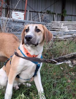 Mischlingsrüde Don 6 Monate alt - Angern