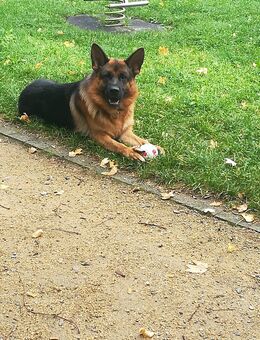 Lieber Hund in liebevolle Hände abzugeben - Dohna