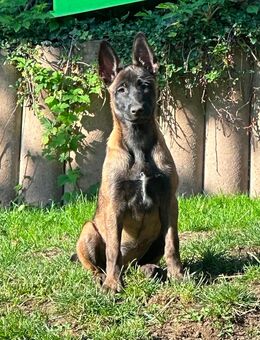 Malinois Welpen für Sport und aktive Familien - Heidenheim (Brenz)