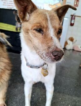 DINO - Paten gesucht! - Neudenau