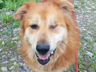 Luigi; gemütlicher Senior - Geilenkirchen