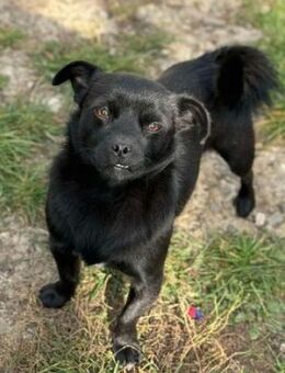 STROLCH sucht einfühlsames Zuhause - - Kempen