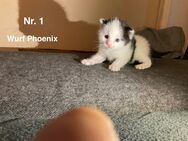 5 Zuckersüße Baby Kitten ab Juli In Liebevolle Hände abzugeben - Freiburg (Breisgau)