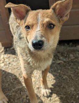 Ira- sanfte Hündin - Kallmünz