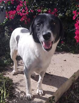 Dalia - Leonberg (Baden-Württemberg)