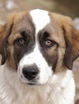 Kiro, geb. ca. 10/2023, Griechenland - Markdorf