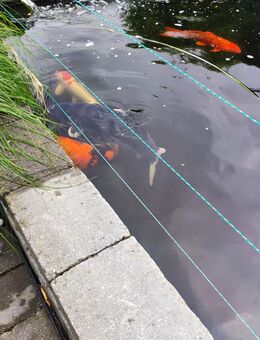 Koi Fische - Heringsdorf (Mecklenburg-Vorpommern)