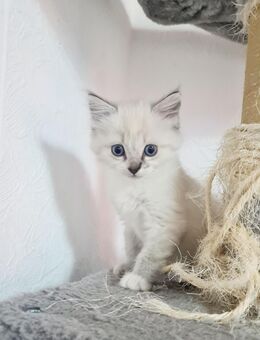 Wunderschöne Balinesen Kitten - Essen Zentrum