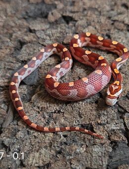 Motley x Striped, Wild - Schwelm