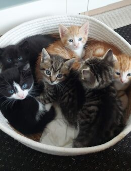 6 süße Kitten - Kätzchen - Katzen - Rietberg Neuenkirchen