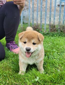 Shiba Inu Welpen - Jahnsdorf (Erzgebirge)