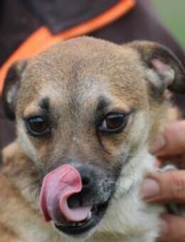 Lina - verschmuste, liebe Hündin - Lohra