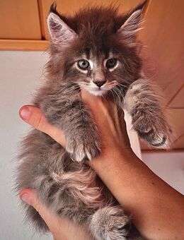 Maine Coon Kätzchen suchen ein liebevolles Zuhause - Aldingen