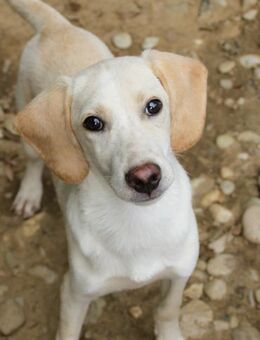 Tiago ist bereit Tierheim zu verlassen - Schwabach