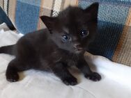 Süßes schwarzes Kitten, Katzenbaby zu verkaufen - Großpostwitz (Oberlausitz)