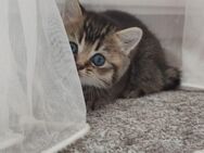 Süße Kitten sucht einen neues liebevolles Zuhause - Verden (Aller)