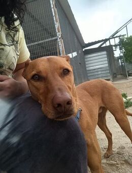 Casper toller Familienhund Alb - Ludwigshafen (Rhein)