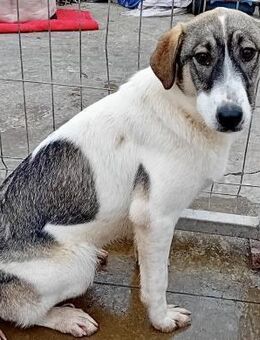 YONA wünscht sich ein Zuhause - Weilheim (Oberbayern)