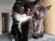 Reinrassige Maine Coon Kitten zu verkaufen - Sinsheim