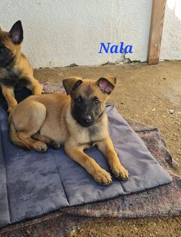 Reinrassige Malinois - Südliches Anhalt Prosigk