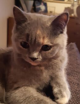 Reinrassige Bkh Kitten, geimpft, weiß und blue tortie - Siegen (Universitätsstadt) Geisweid
