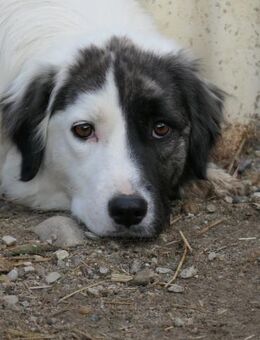 Unsichere Sara braucht Geduld - Kallmünz