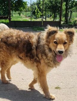 Rocky...von der Straße ins Herz - Tholey