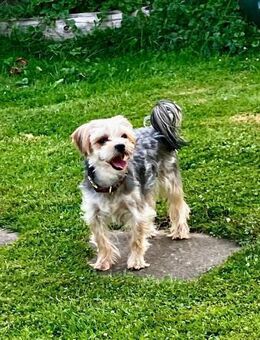 Otto sucht sein Zuhause - Moormerland
