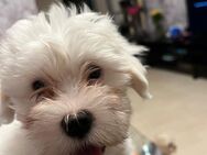 Havanese Malteser Welpen - Berlin