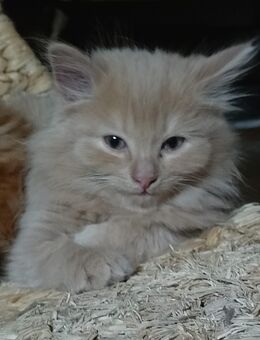 Kitten Katzenbabys Norwegische Waldkatze Maine Coon Rot Creme - Kindenheim