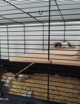 Ratten Baby Männchen - Helmstedt