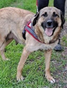 JENNI💖lernfreudige, liebe Schmusebacke - Hamburg